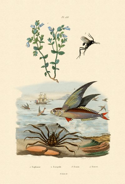 小米，1833-39 作者 法语学校